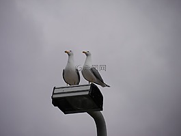 海鷗,鳥(niǎo)類,性質(zhì)