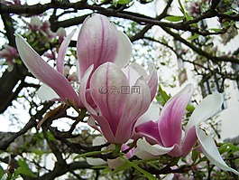 玉兰花,春天,植物