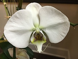 蘭花,花,自然