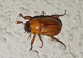 6 月的 bug,甲虫,昆虫