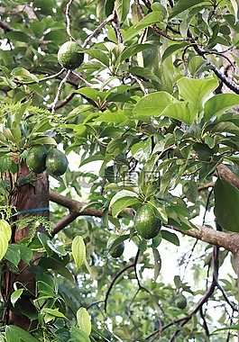 水果,樹(shù),綠色