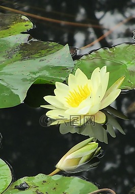 荷花,水池,四川大學