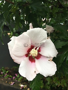 花,自然,植物