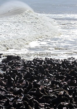 密封,殖民地,海