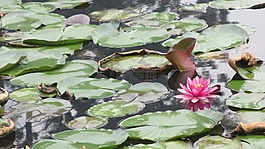 荷花,水池,四川大學