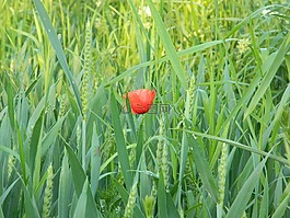 玉米,春,宏
