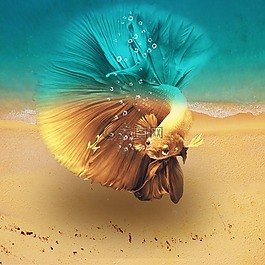 海滩,热带,海洋