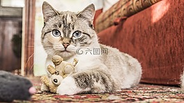 動物,貓,可愛