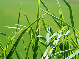 草,綠色,春