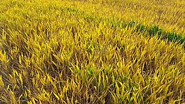 字段,作物,自然
