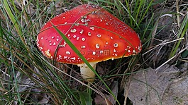 鵝膏菌,蘑菇,森林