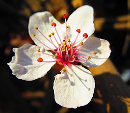 花,春,性質(zhì)