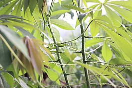 雨,下降,水