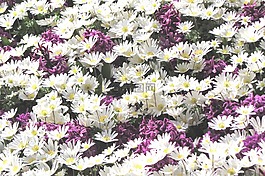 雏菊,margriet,花卉