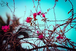 枝杈,自然,樹