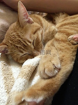 貓咪,貓,動物
