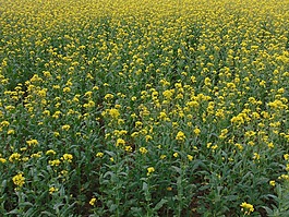 鮮花,原野,黃色