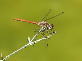 紅蜻蜓,詳細,綠化