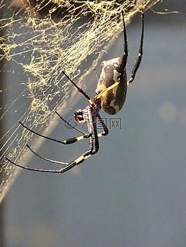 蜘蛛,arachne,熱帶地區(qū)