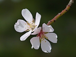 花,杏仁樹,florir