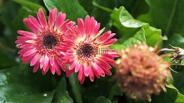 自然,植物區(qū)系,花