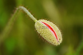 性質(zhì),夏季,罌粟