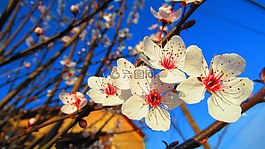 花,春,性質(zhì)