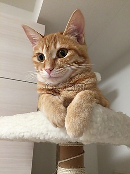 貓咪,貓,動物