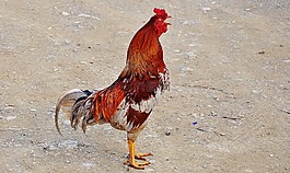 母雞,鳥,雞