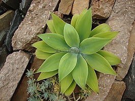 绿色的植物,多汁,绿色