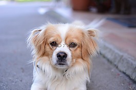 狗,五顏六色的小哈巴狗,動物