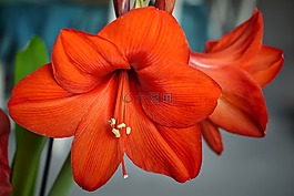 花,性質(zhì),廠