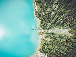 松,樹,葉子