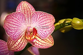 花,性質,廠