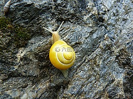 蝸牛,性質(zhì),粘性的