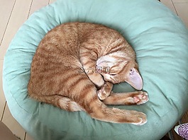 貓咪,貓,動物