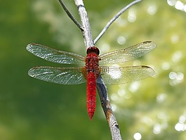 紅蜻蜓,詳細,閃爍