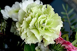 鮮花,康乃馨,花卉
