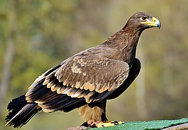 阿德勒,鷙鳥,猛禽
