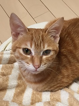 貓咪,貓,動物