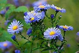 性質(zhì),廠,花