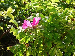 花,粉色,树篱