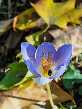 性質(zhì),花,秋季