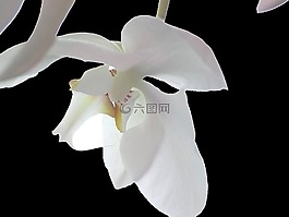 蘭花,白,花