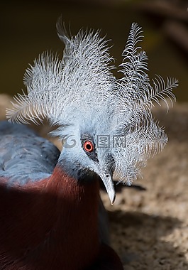 鳥,雞冠花,藍色