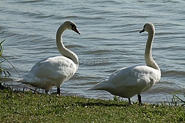 天鵝,鳥,性質(zhì)