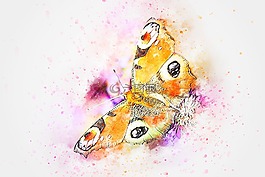 蝴蝶,動物,昆蟲