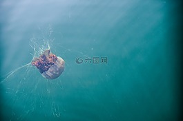 海蜇,海,海上生活
