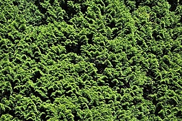 灌木,植物群,綠色