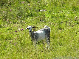 動(dòng)物,性質(zhì),山羊
